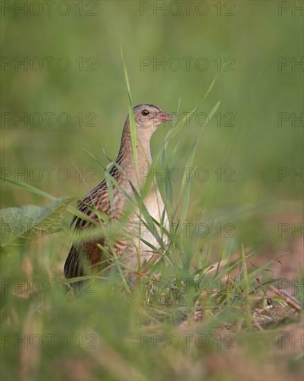 Corn crake