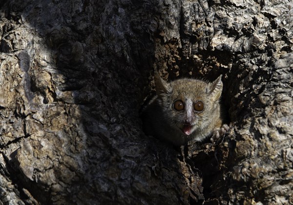 Gray mouse lemur