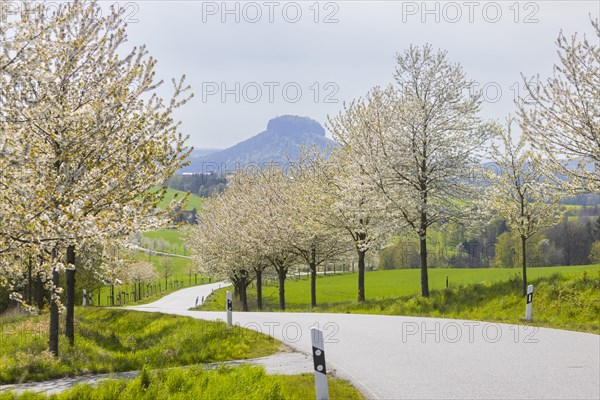 Cherry avenue on the Adamsberg with a view of the Koenigstein Fortress and the Lilienstein