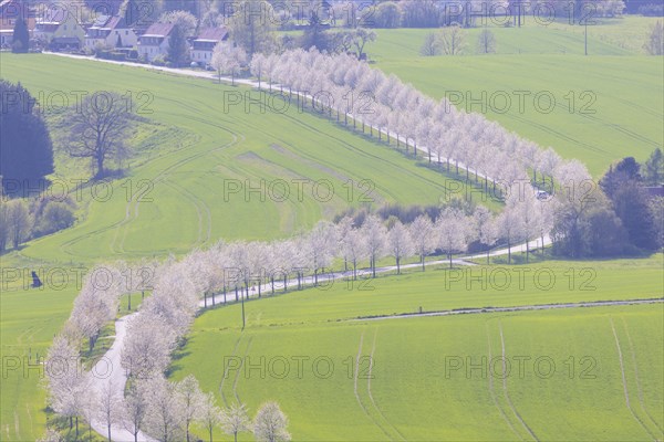 Cherry avenue on the Adamsberg