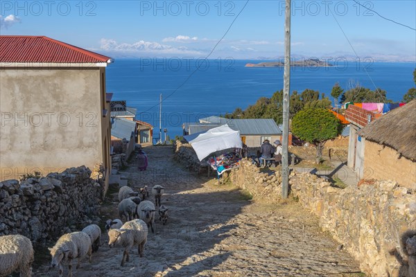 Sheep herded along the natural stone road