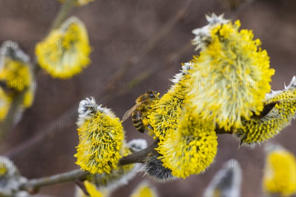 Bees gather nectar on willow catkins in the first warm rays of sunshine