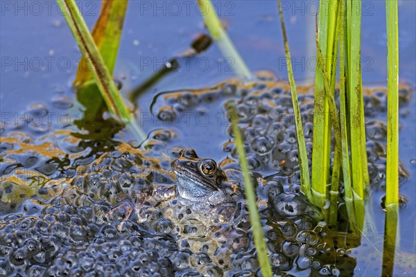 European common frog