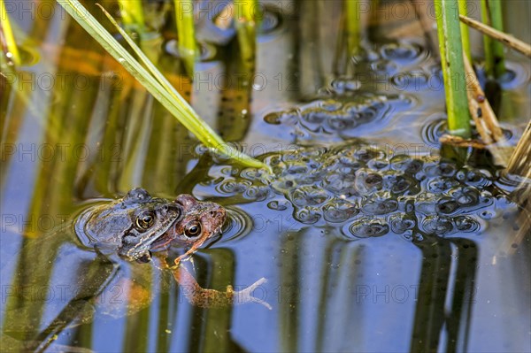 European common frog