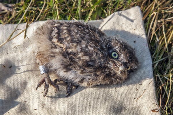 Little Owl