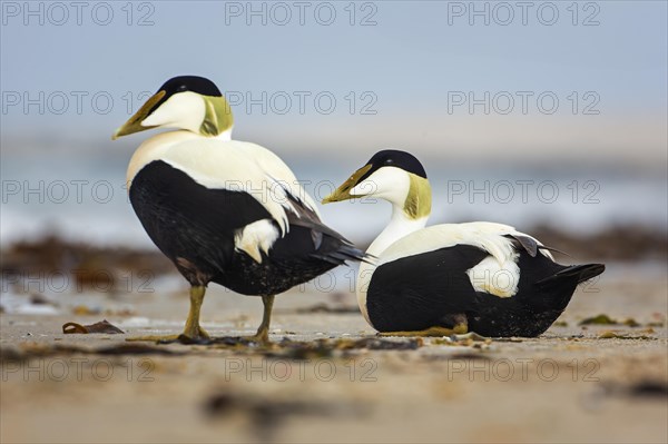 Common Eider