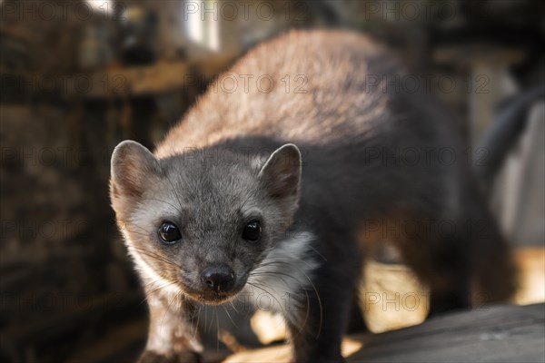 Close-up of beech marten