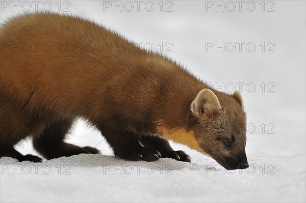 European pine marten