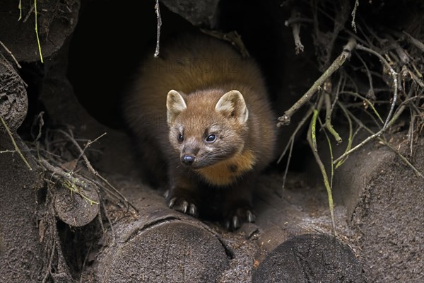 European pine marten