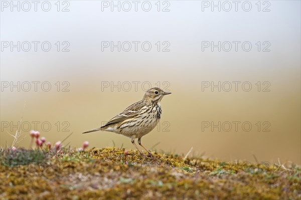 Meadow pipit