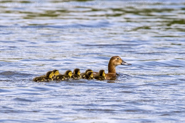 Common pochard