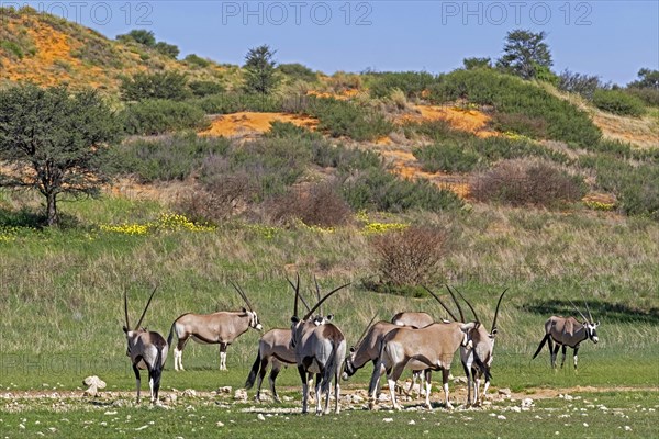 Gemsbok