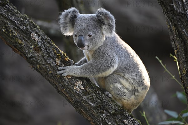 Koala