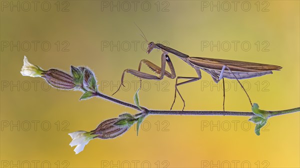 European mantis