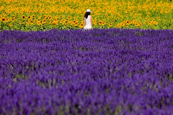 Woman in the lavender and sunflower field on the Palteau de Valensole