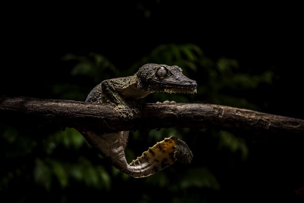 Leaf-tailed gecko