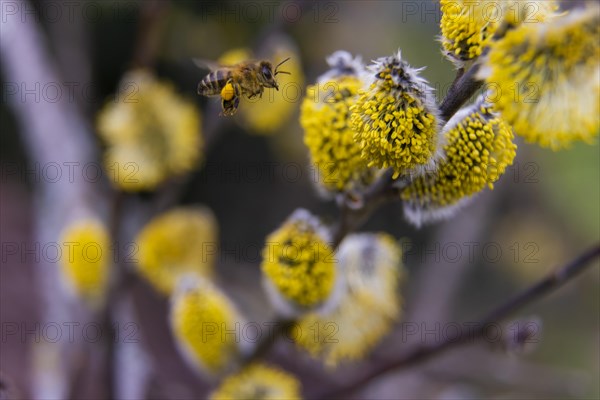 Bees gather nectar on willow catkins in the first warm rays of sunshine