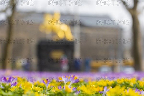 Thousands of crocuses and winter roses are in bloom around the Golden Rider at Neustaedter Markt and are a popular photo motif