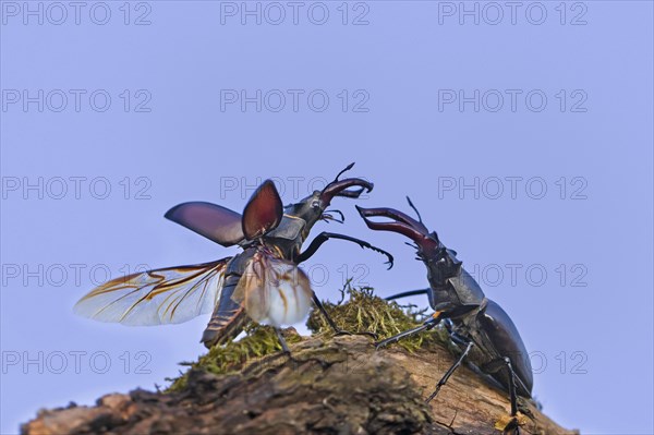 Two European stag beetle