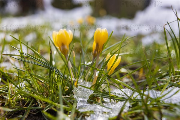 Crocuses push through the snow cover after a warm winter