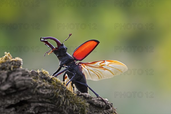 European stag beetle