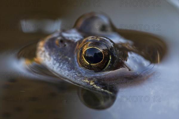 European common frog