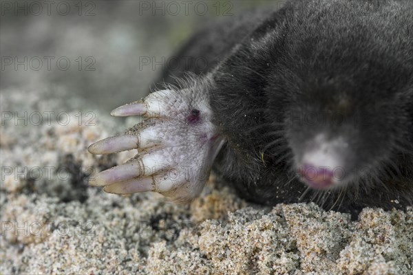 European mole