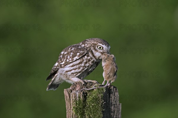 Little owl