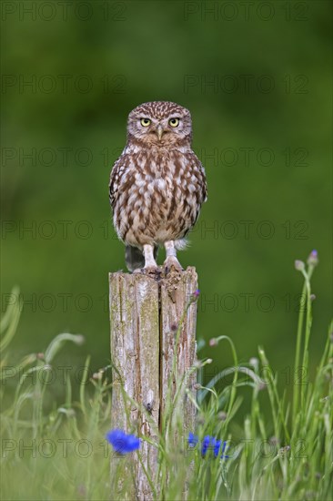 Ringed little owl