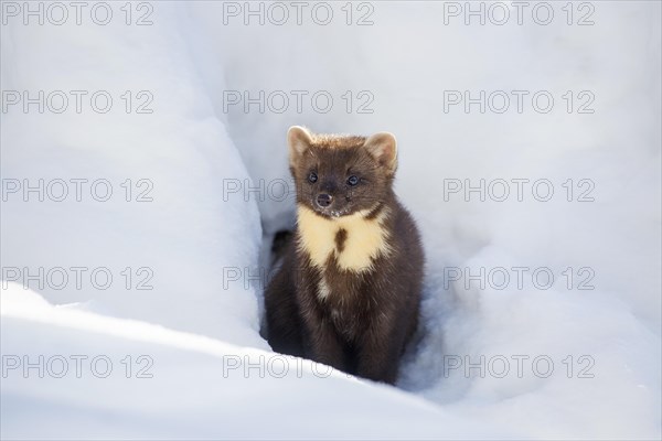 European pine marten