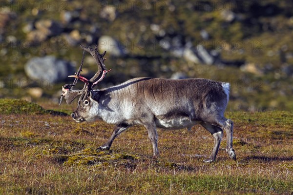 Svalbard reindeer