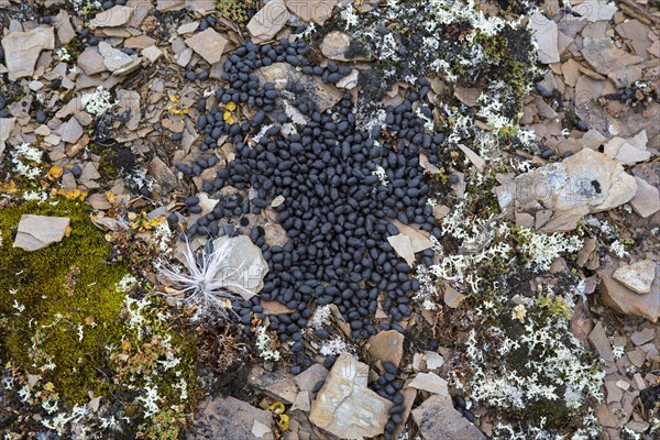 Close-up of fresh droppings from Svalbard reindeer