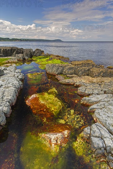 Alga in tide pool