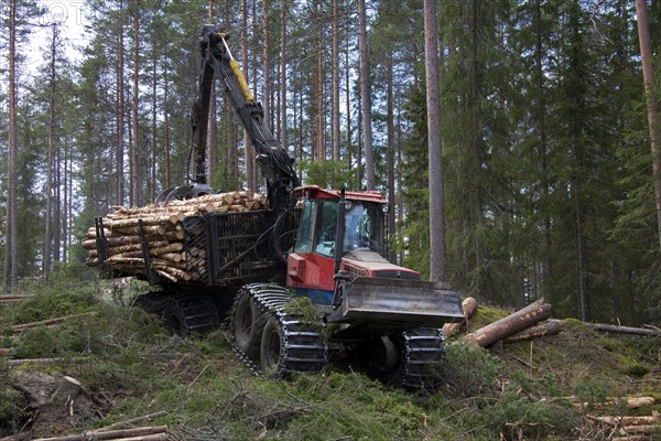 Logging industry showing timber