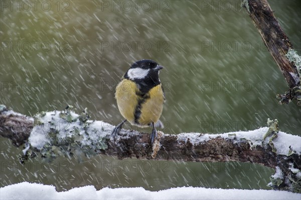 Great Tit