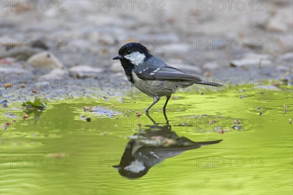 Coal tit