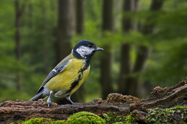 Great tit