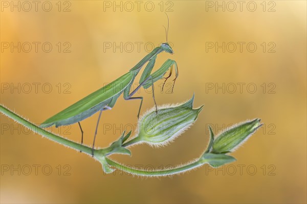 European mantis