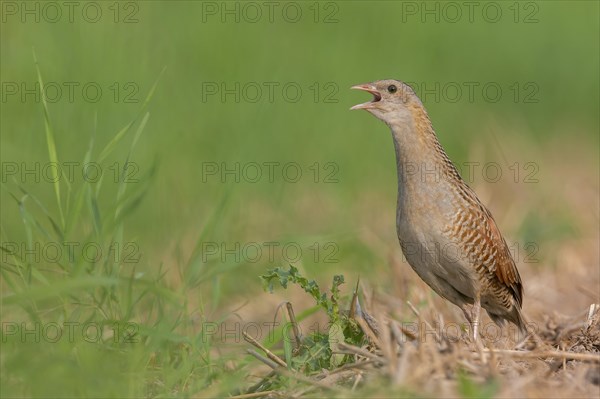 Corn crake