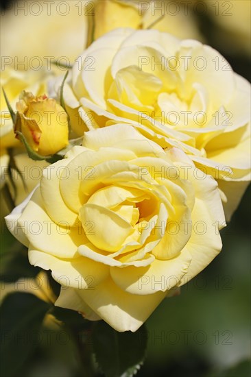 Yellow flowering rose variety Debuet