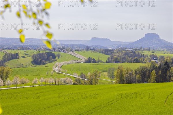 Cherry avenue on the Adamsberg with a view of the Koenigstein Fortress and the Lilienstein