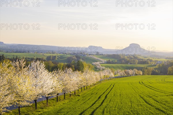 Cherry avenue on the Adamsberg with a view of the Koenigstein Fortress and the Lilienstein