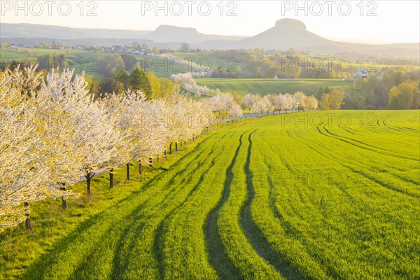 Cherry avenue on the Adamsberg with a view of the Koenigstein Fortress and the Lilienstein