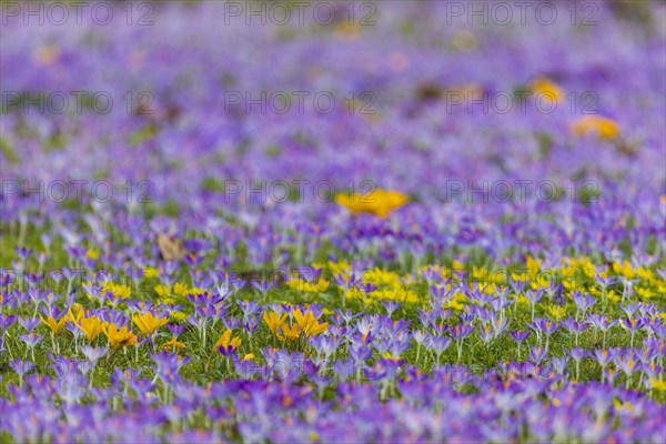 Thousands of crocuses and winter roses are in bloom around the Golden Rider at Neustaedter Markt and are a popular photo motif