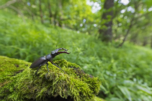 European stag beetle