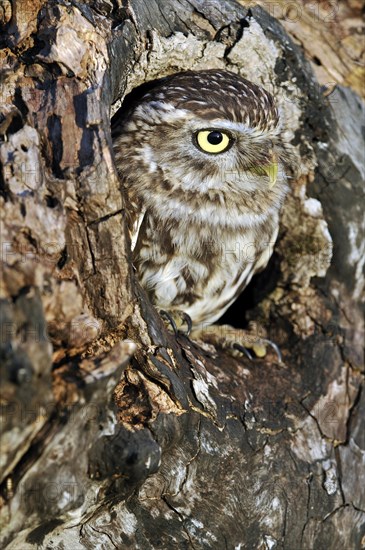 Close up of nesting Little owl