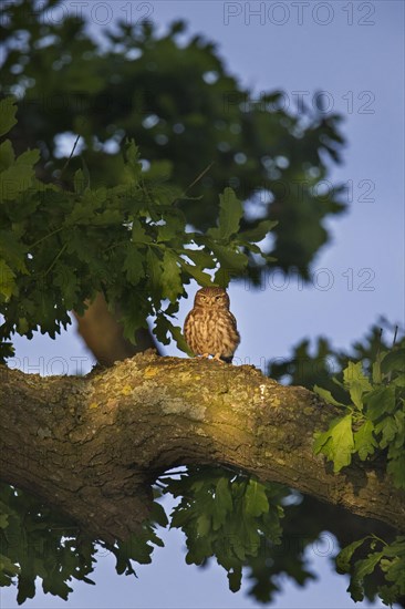 Little owl