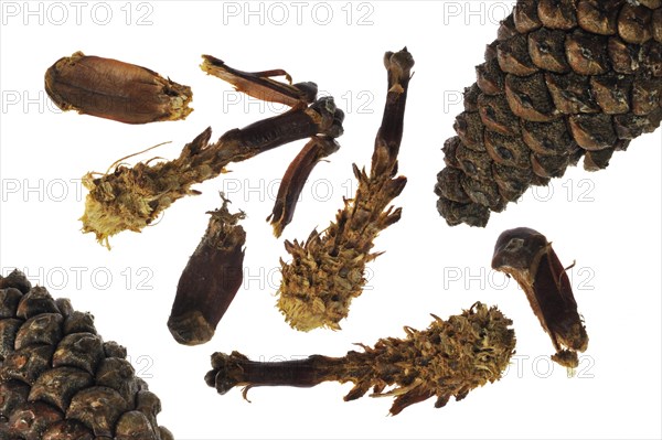 Pine cones from Scots Pine