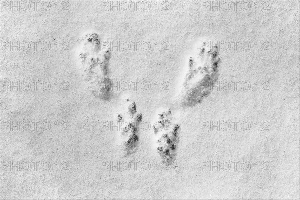 Close-up of footprints showing paw pads from red squirrel