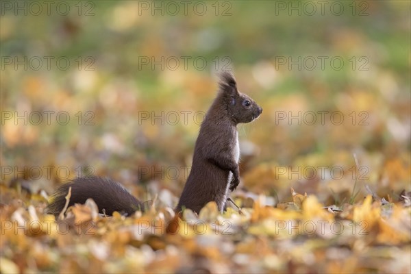 Alert Eurasian red squirrel